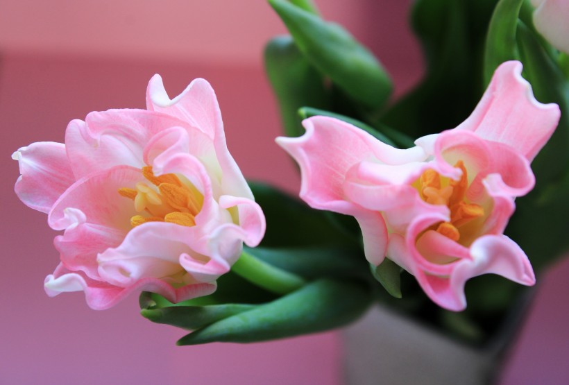 <a href=https://www.meiriqutu.com/tag/huaduo2.html target=_blank class=infotextkey><a href=https://www.meiriqutu.com/tag/7605.html target=_blank class=infotextkey>花朵</a></a>豔麗的<a href=https://www.meiriqutu.com/tag/7614.html target=_blank class=infotextkey>郁金香</a>圖片