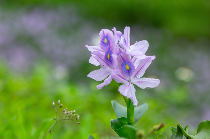 淡紫色清麗的雨久花圖片