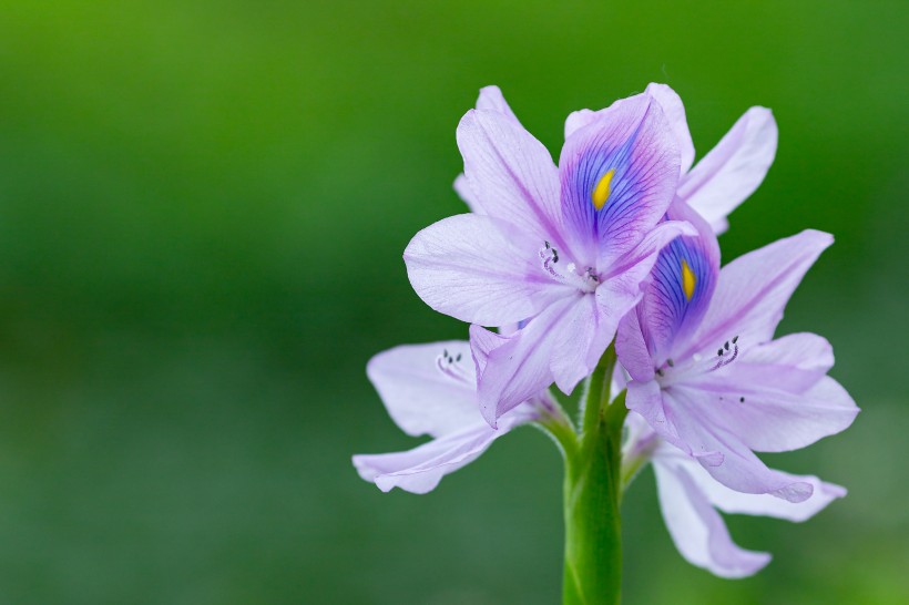 淡紫色清麗的雨久花圖片