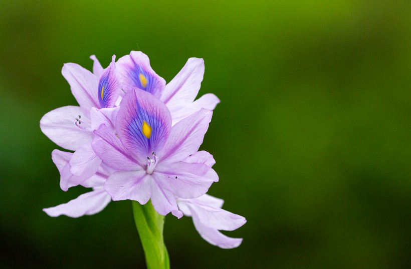 淡紫色清麗的雨久花圖片