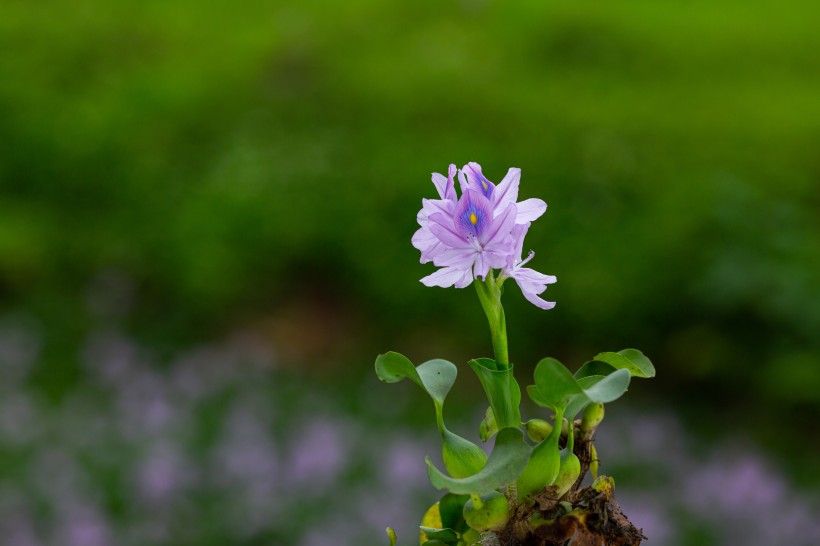 淡紫色清麗的雨久花圖片