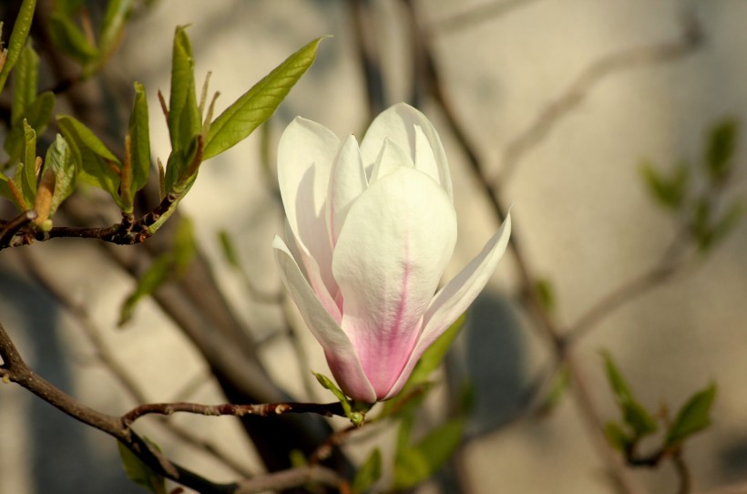 淡雅芳香的玉蘭花圖片