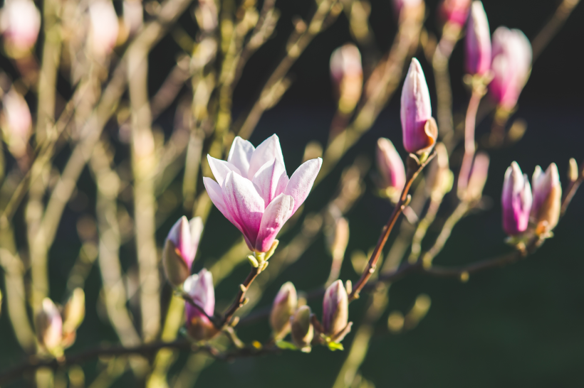 淡雅芳香的玉蘭花圖片