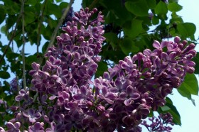 花型嬌美的紫丁香圖片