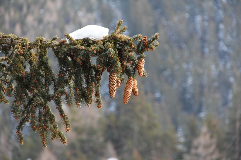 自然雪景風景圖片