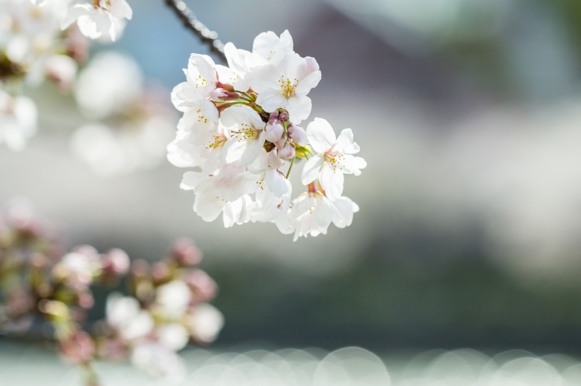 春天公園<a href=https://www.meiriqutu.com/tag/huaduo2.html target=_blank class=infotextkey><a href=https://www.meiriqutu.com/tag/7605.html target=_blank class=infotextkey>花朵</a></a>圖片