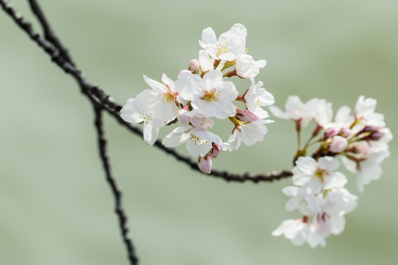 春天公園<a href=https://www.meiriqutu.com/tag/huaduo2.html target=_blank class=infotextkey><a href=https://www.meiriqutu.com/tag/7605.html target=_blank class=infotextkey>花朵</a></a>圖片
