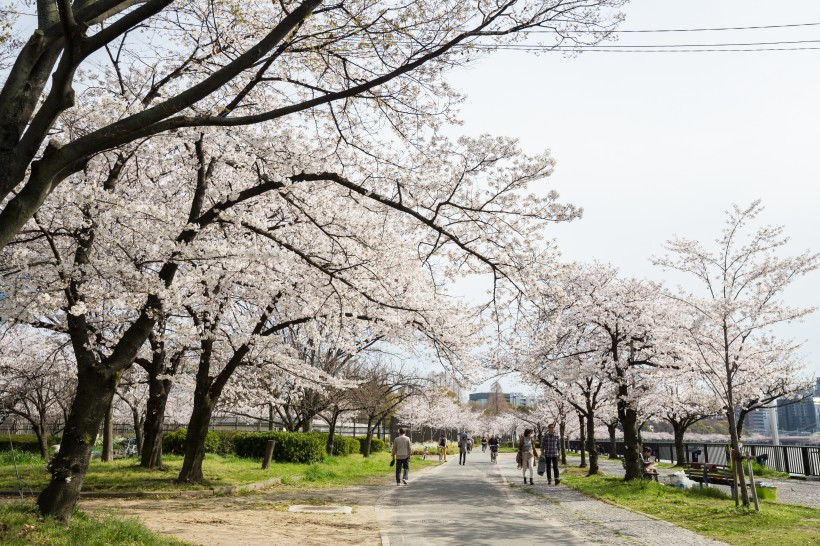 春天公園<a href=https://www.meiriqutu.com/tag/huaduo2.html target=_blank class=infotextkey><a href=https://www.meiriqutu.com/tag/7605.html target=_blank class=infotextkey>花朵</a></a>圖片
