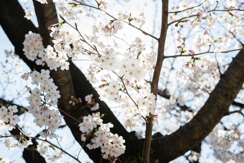 春天公園<a href=https://www.meiriqutu.com/tag/huaduo2.html target=_blank class=infotextkey><a href=https://www.meiriqutu.com/tag/7605.html target=_blank class=infotextkey>花朵</a></a>圖片