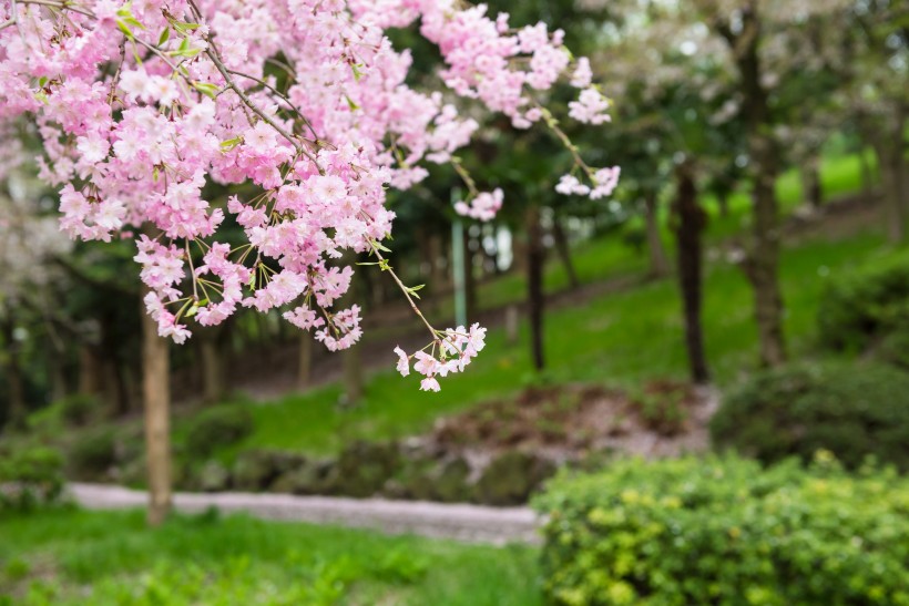 春天公園<a href=https://www.meiriqutu.com/tag/huaduo2.html target=_blank class=infotextkey><a href=https://www.meiriqutu.com/tag/7605.html target=_blank class=infotextkey>花朵</a></a>圖片
