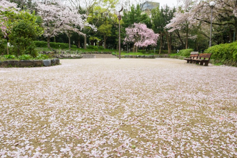 春天公園<a href=https://www.meiriqutu.com/tag/huaduo2.html target=_blank class=infotextkey><a href=https://www.meiriqutu.com/tag/7605.html target=_blank class=infotextkey>花朵</a></a>圖片