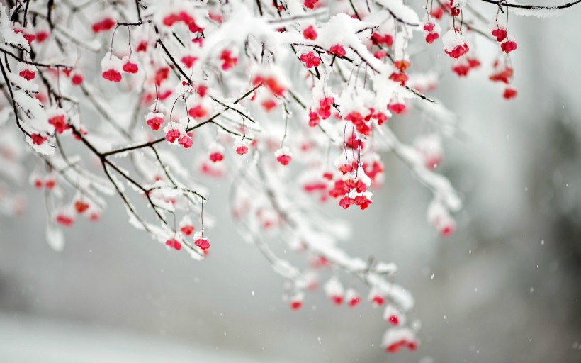 冬季秀麗雪景圖片