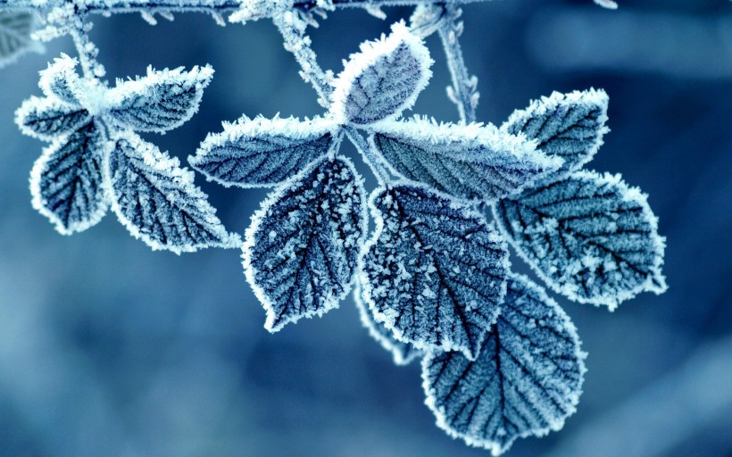 冬季秀麗雪景圖片