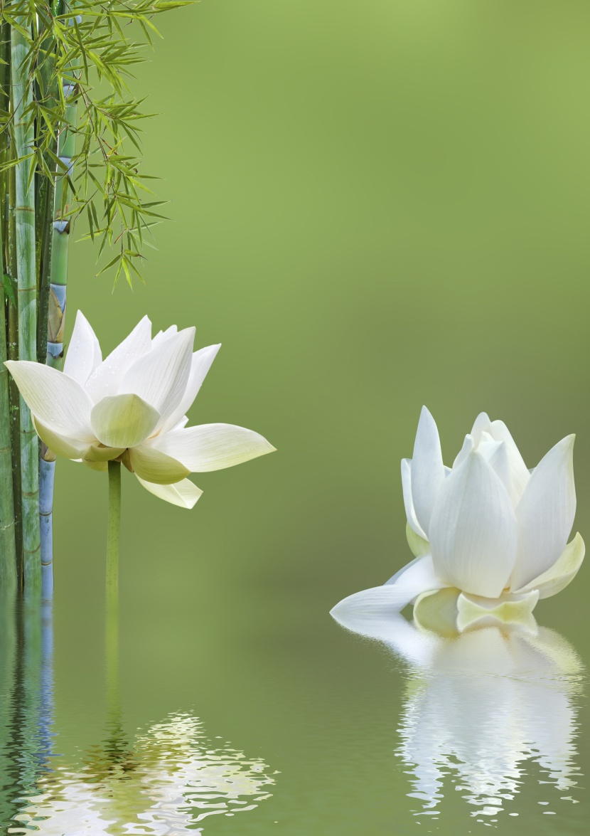 鵝卵石竹子景色圖片