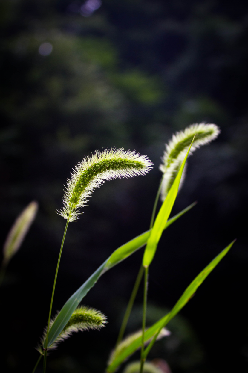 堅韌的狗尾巴草圖片