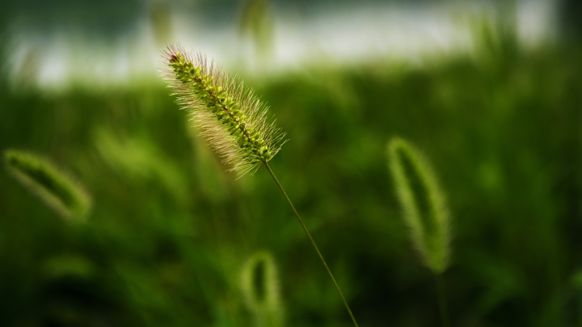 堅韌的狗尾巴草圖片