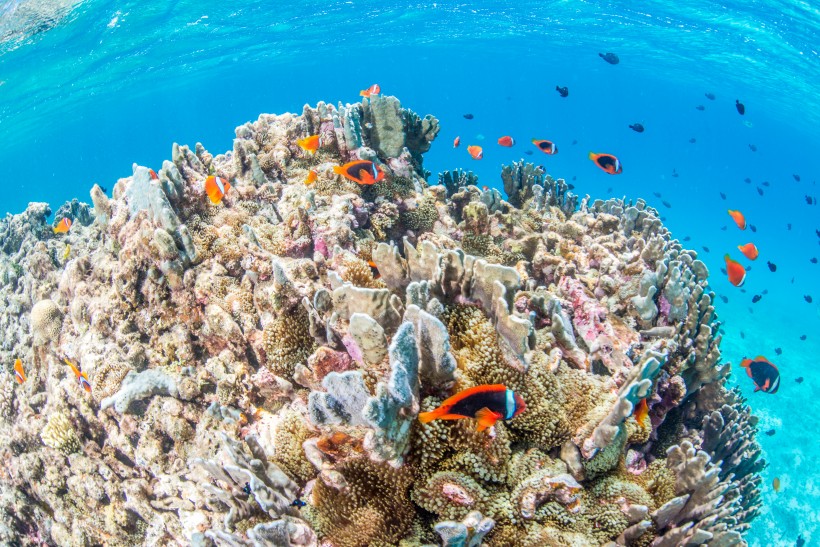 海底珊瑚魚群圖片