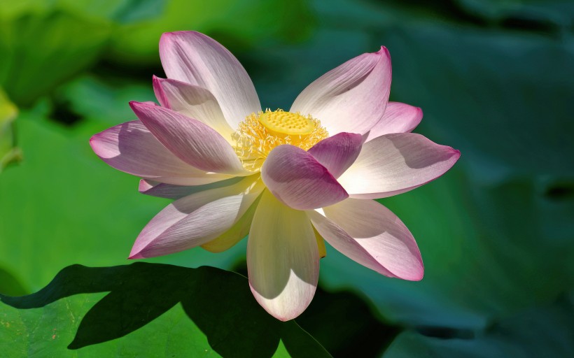 淡雅馨香出淤泥不染的<a href=https://www.meiriqutu.com/tag/7611.html target=_blank class=infotextkey>荷花</a>圖片