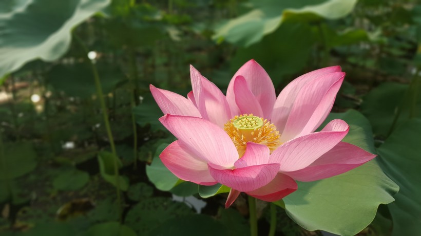 淡雅馨香出淤泥不染的荷花圖片
