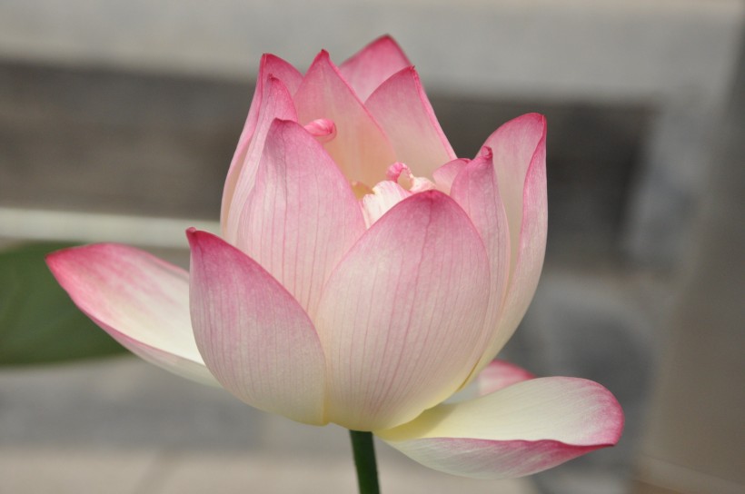 亭亭玉立的<a href=https://www.meiriqutu.com/tag/7611.html target=_blank class=infotextkey>荷花</a>圖片