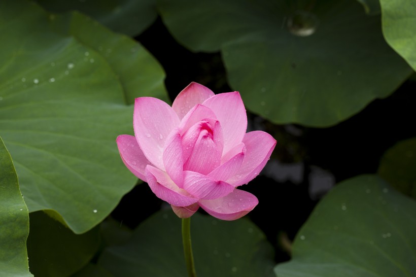 亭亭玉立的<a href=https://www.meiriqutu.com/tag/7611.html target=_blank class=infotextkey>荷花</a>圖片