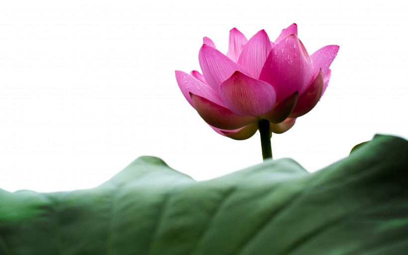 淡雅馨香出淤泥不染的<a href=https://www.meiriqutu.com/tag/7611.html target=_blank class=infotextkey>荷花</a>圖片