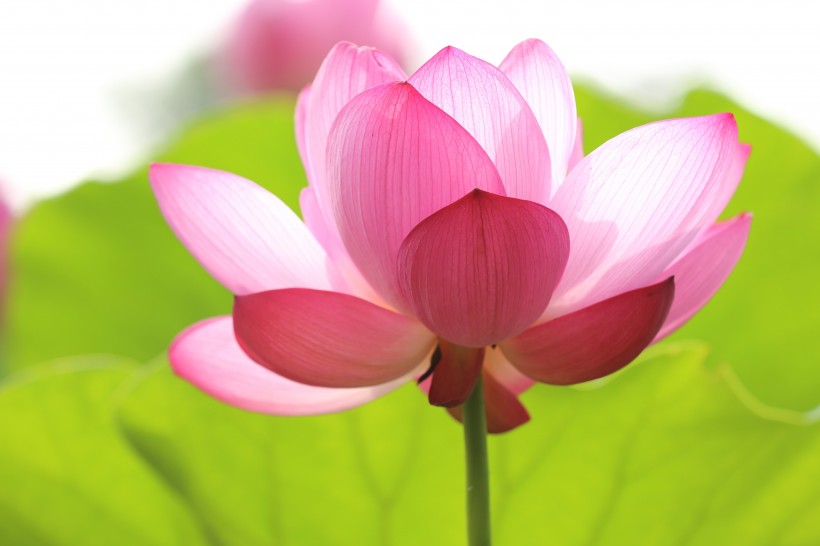 淡雅馨香出淤泥不染的<a href=https://www.meiriqutu.com/tag/7611.html target=_blank class=infotextkey>荷花</a>圖片