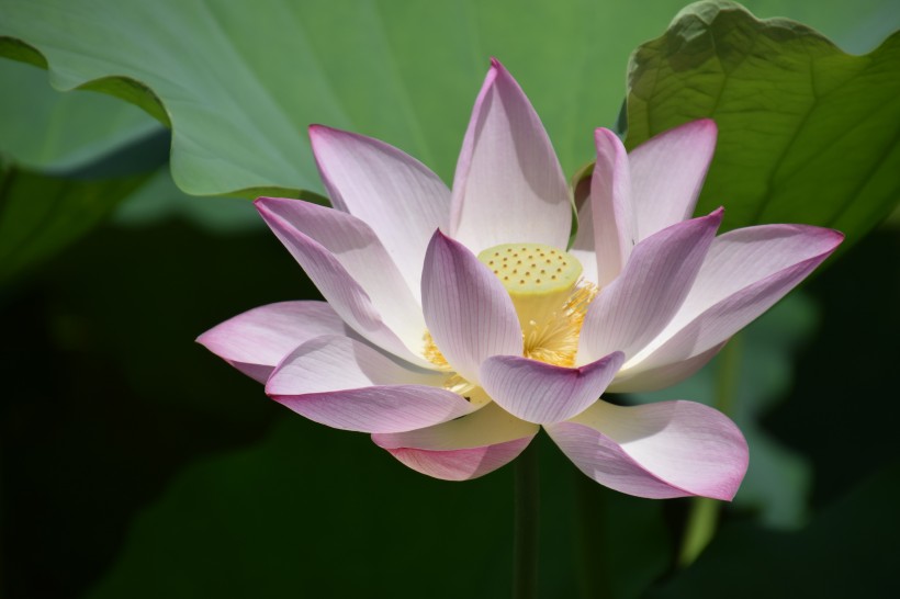 淡雅馨香出淤泥不染的<a href=https://www.meiriqutu.com/tag/7611.html target=_blank class=infotextkey>荷花</a>圖片