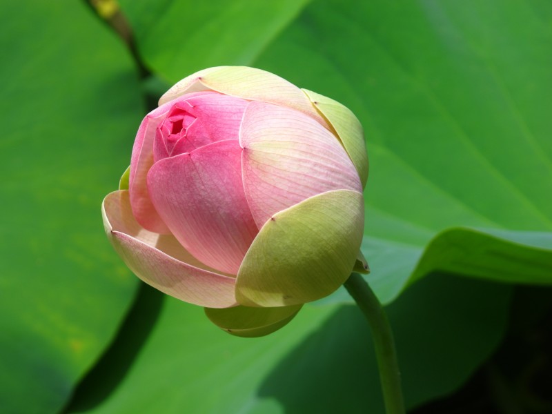 淡雅馨香出淤泥不染的<a href=https://www.meiriqutu.com/tag/7611.html target=_blank class=infotextkey>荷花</a>圖片