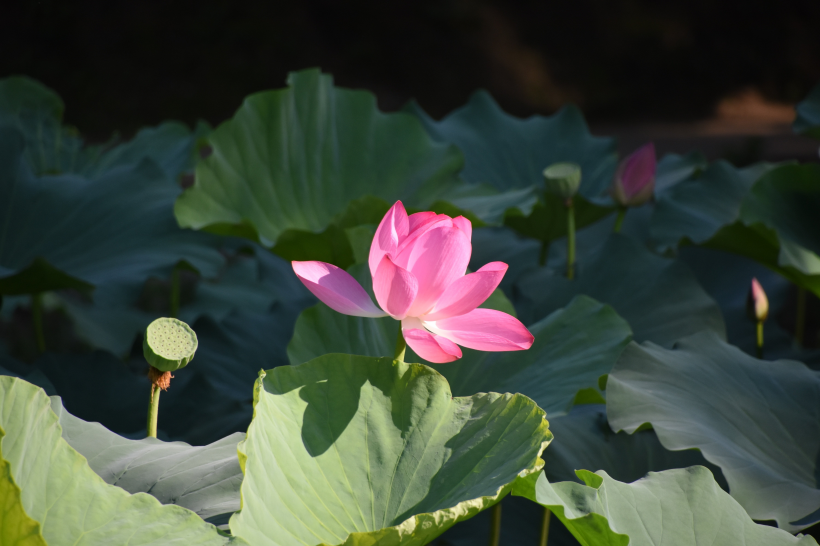 亭亭玉立的<a href=https://www.meiriqutu.com/tag/7611.html target=_blank class=infotextkey>荷花</a>圖片