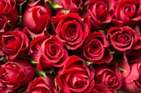 鮮豔熱情似火的紅玫瑰圖片