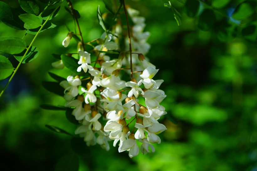 清香雅緻的槐花圖片