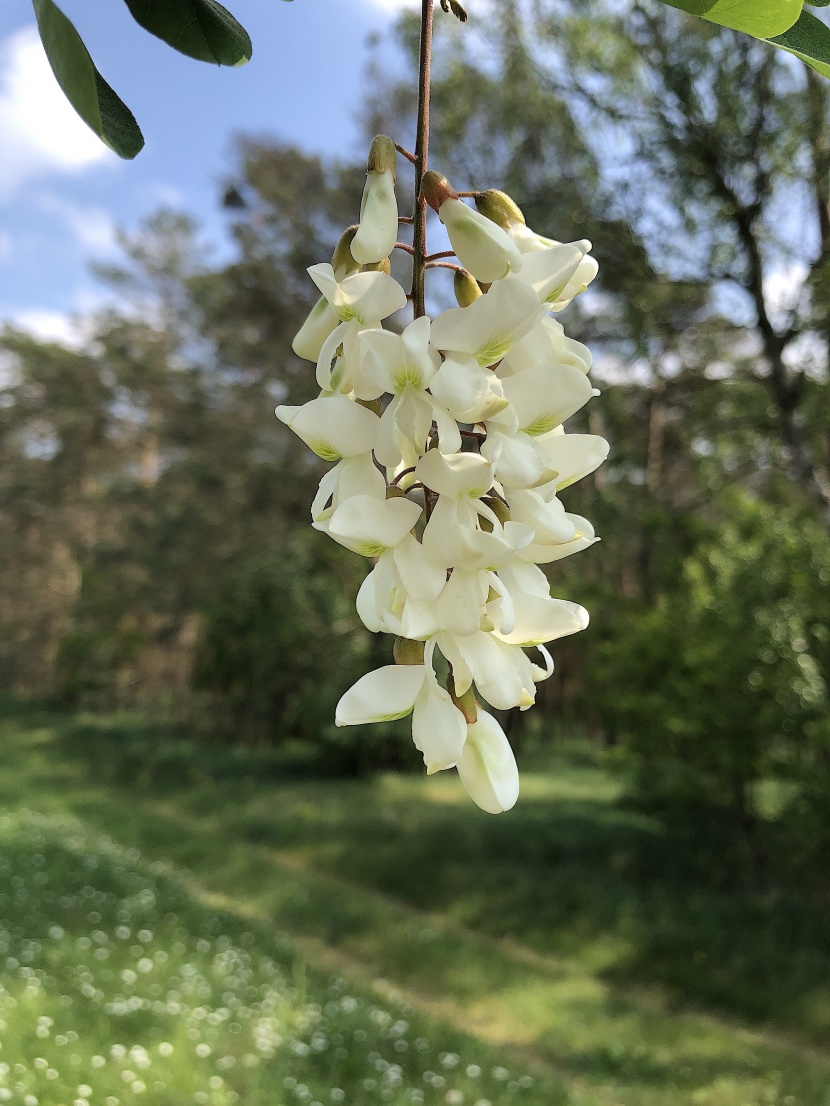 清香雅緻的槐花圖片