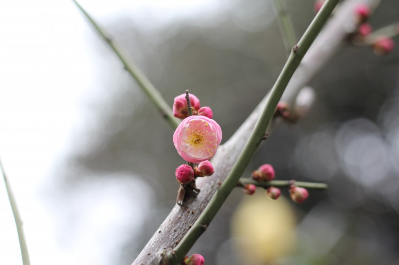 臘梅花骨朵圖片