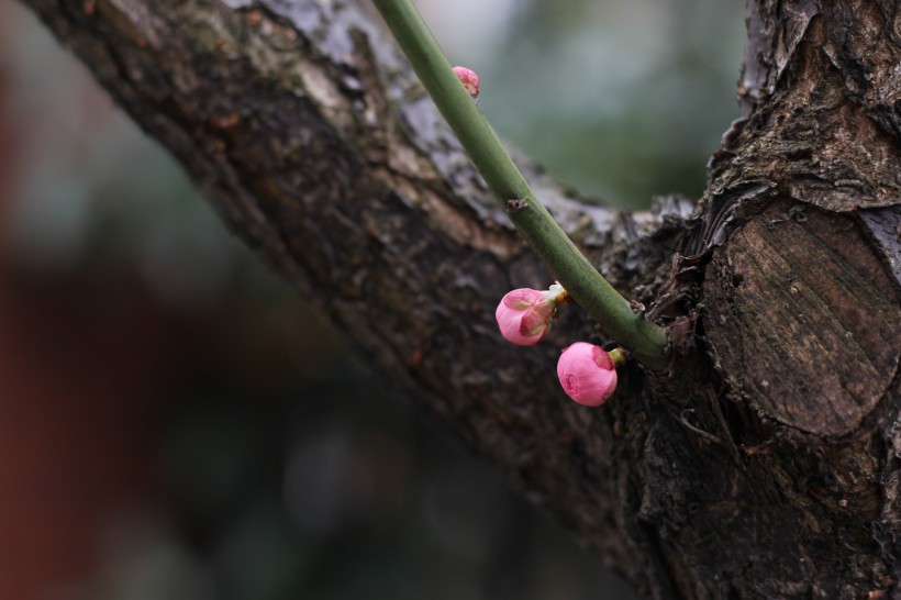 臘梅花骨朵圖片