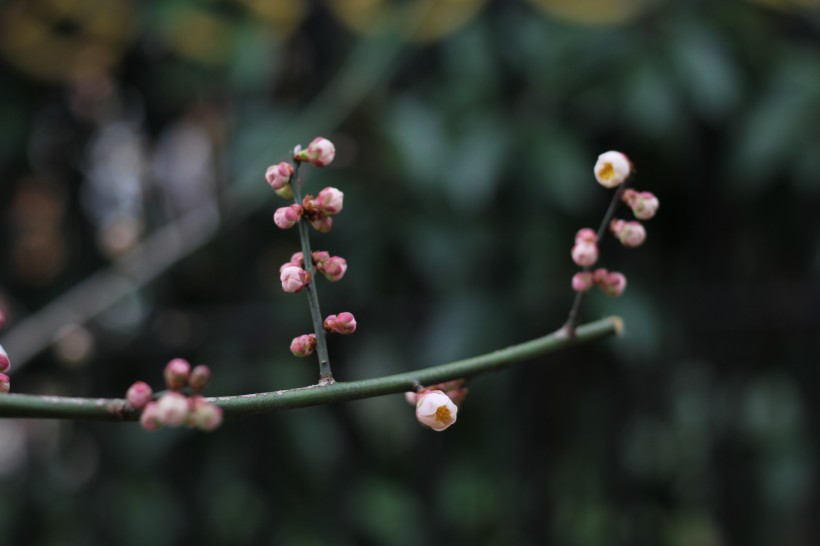 臘梅花骨朵圖片