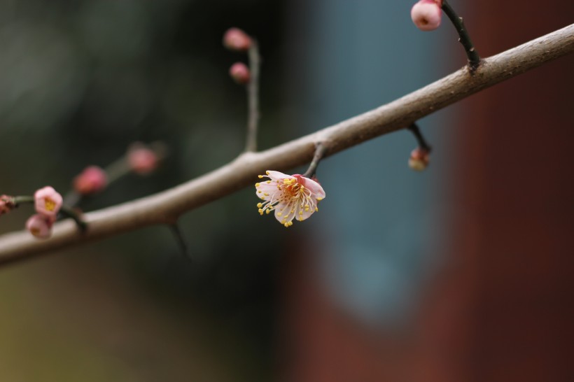 臘梅花骨朵圖片