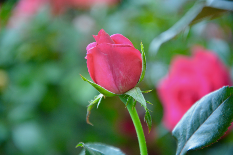 妖豔的紅玫瑰花圖片