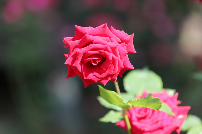 妖豔的紅玫瑰花圖片