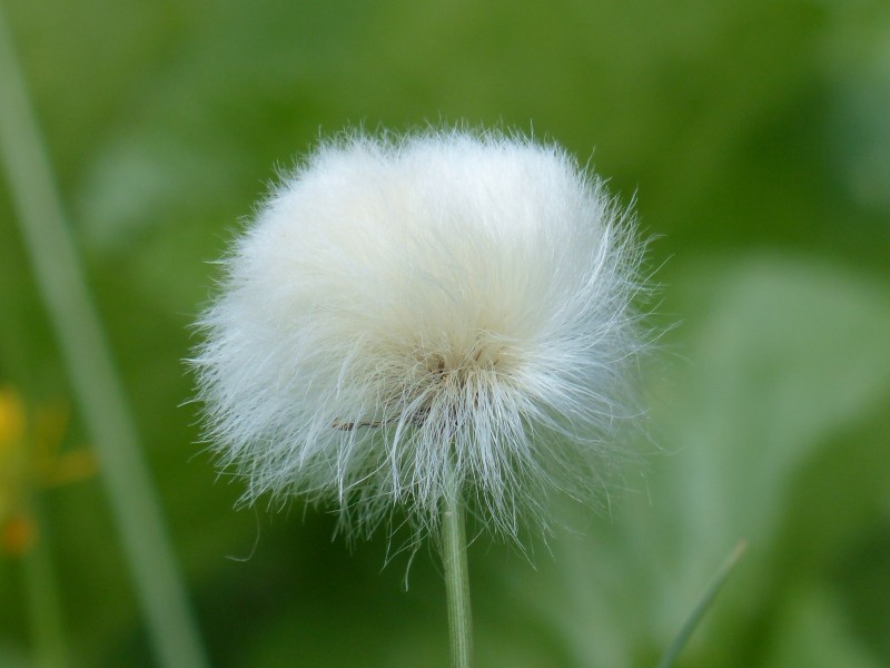 路邊雲朵般的棉花草圖片