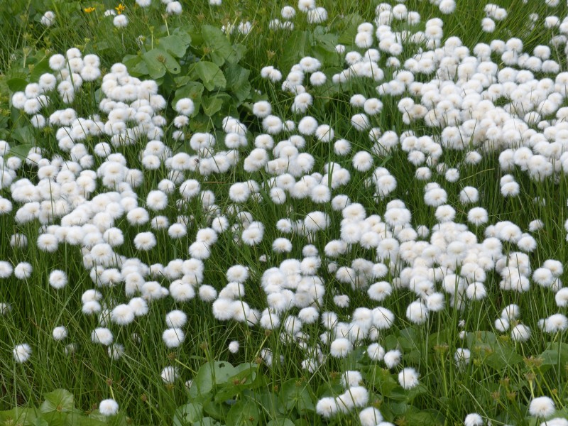 路邊雲朵般的棉花草圖片