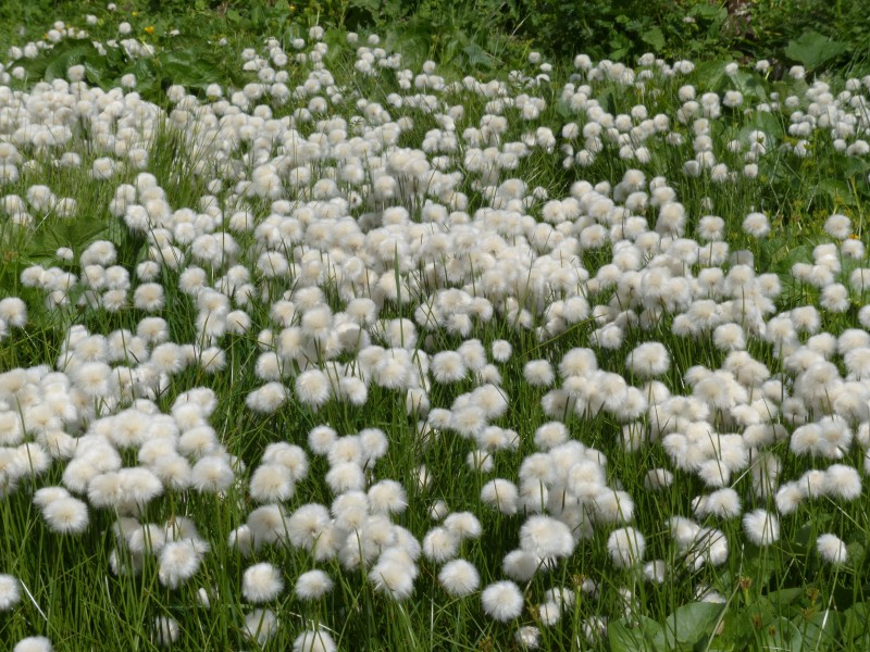 路邊雲朵般的棉花草圖片