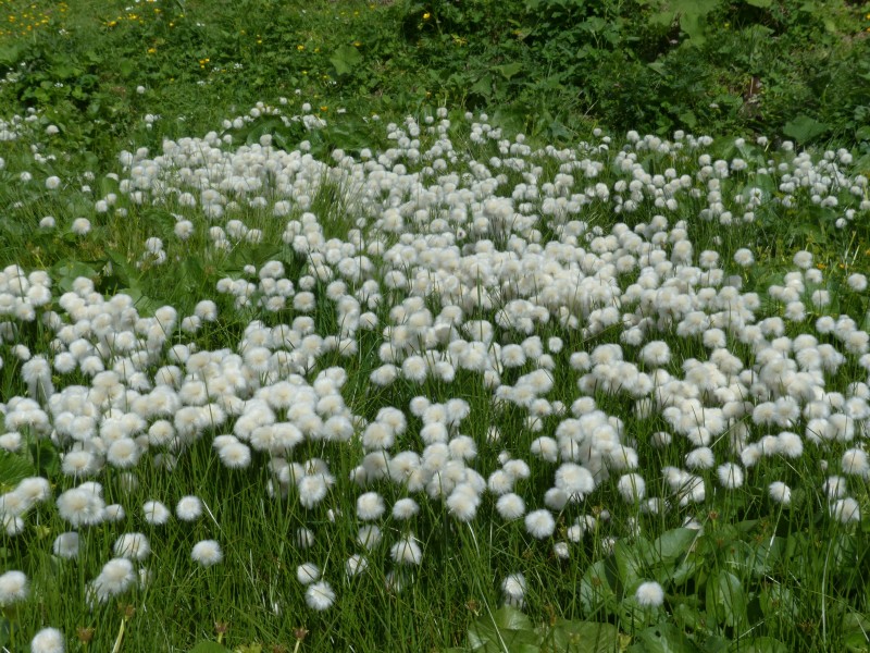 路邊雲朵般的棉花草圖片
