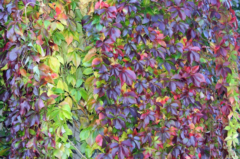 綠色和紅色努力攀岩的爬山虎圖片