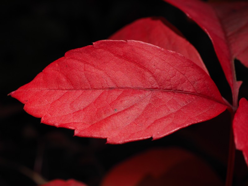綠色和紅色努力攀岩的爬山虎圖片