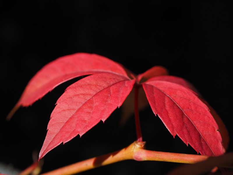 綠色和紅色努力攀岩的爬山虎圖片