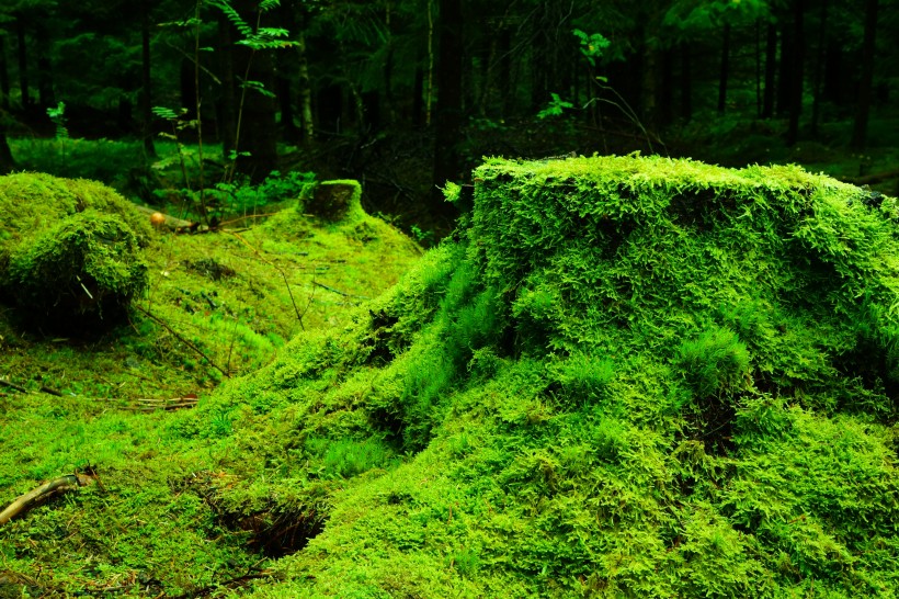 綠色青苔圖片