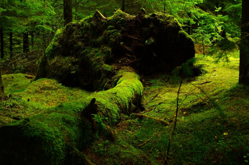 綠色青苔圖片