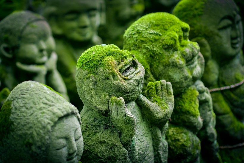 綠色青苔圖片