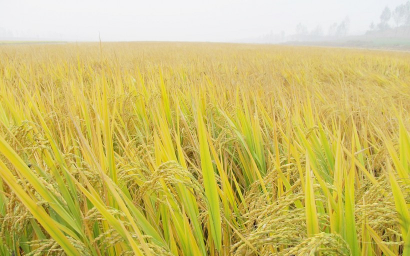 秋天稻谷豐收季節圖片